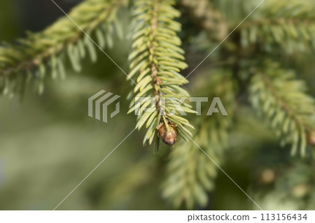 White spruce Dent 113156434