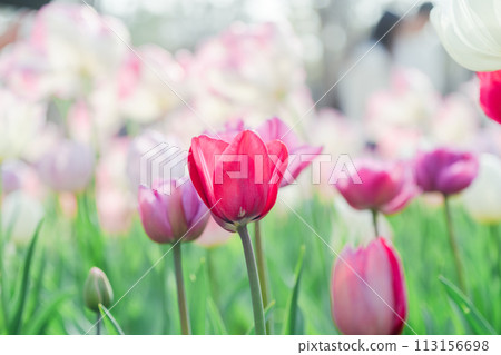 Beautiful tulips blooming in a park in Saitama 113156698