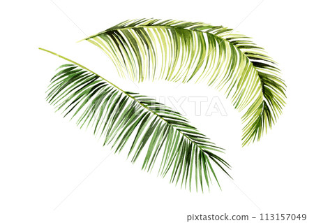 set of watercolor illustration of summer beach fruits and leaves, hand drawn sketch of tropical green coconut with leaf and twig, ripe coco with brunch isolated on white background, for beach bar set of watercolor illustration of summer beach fruits and leaves, hand drawn sketch of tropical green coconut with leaf and twig, ripe coco with brunch isolated on white background, for beach bar 113157049