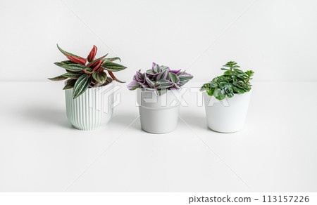 Mini plants on white background, home gardening and connecting with nature concept 113157226