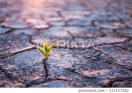 Green plant sprout in cracked soil Green plant sprout in cracked soil 113157882