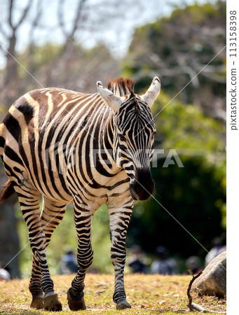Landscape with zebra 113158398