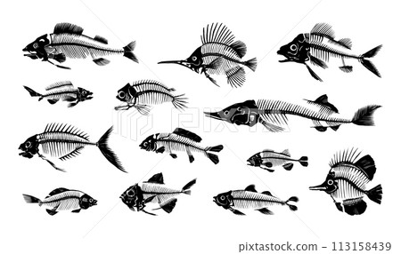 Fish bone. Water animal skeleton black silhouette. Fishing icon. Predatory carp. Fishery with river swordfish. Skull and spine. Aquatic creature shapes. Vector seafood flat symbols set Fish bone. Water animal skeleton black silhouette. Fishing icon. Predatory carp. Fishery with river swordfish. Skull and spine. Aquatic creature shapes. Vector seafood flat symbols set 113158439