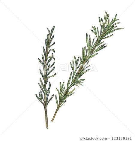 green leaves rosemary 113159181