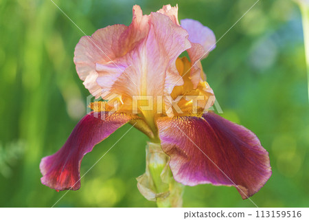 Beautiful red and pink iris flower on a green natural background 113159516