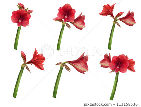 Red amaryllis flowers, stems and buds Hippeastrum plant set. Hand drawn watercolor illustration for botanical, floral sticker, card, wedding, birthday invitation card print Isolated white background 113159536