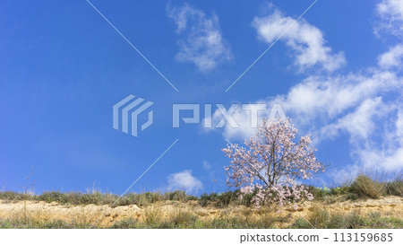 Lone Almond Tree in Blossom Against the Springtime Sky 113159685