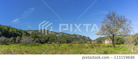Springtime Splendor in a Rural Majorcan Landscape with Blossomin Springtime Splendor in a Rural Majorcan Landscape with Blossomin 113159686