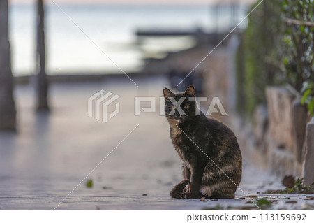 Serenity at Dusk: A Tortoiseshell Cat Gaze Along a Seaside Promenade Serenity at Dusk: A Tortoiseshell Cat Gaze Along a Seaside Promenade 113159692