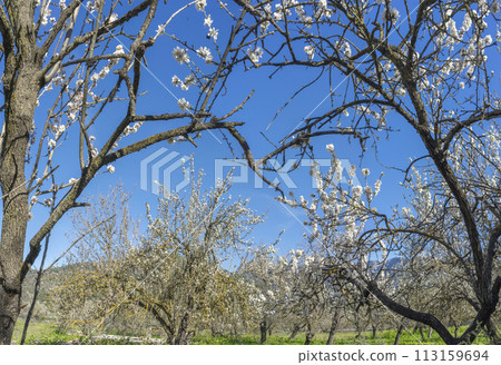 Springtime Dance of Almond Blossoms Under the Mediterranean Sky Springtime Dance of Almond Blossoms Under the Mediterranean Sky 113159694