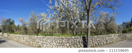 Panoramic View of a Blossoming Almond Grove Along a Rustic Stone Panoramic View of a Blossoming Almond Grove Along a Rustic Stone 113159695