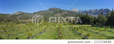 Verdant Orange Orchard Rows with Majestic Serra de Tramuntana in 113159696