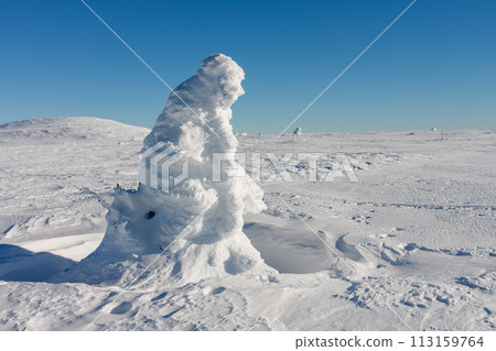 Snow covered spruce, krkonose mountains, path from Meadow Hut to cottage Vyrovka. Winter sunny day. 113159764