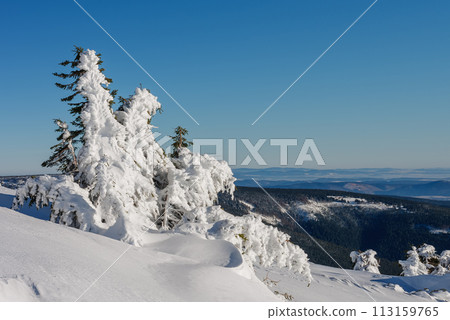 Snow covered spruce, krkonose mountains, path to cottage Vyrovka. Winter sunny day. 113159765