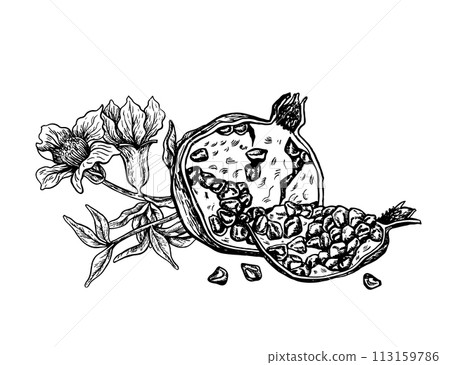 Half and slice of pomegranate with flowering branch, hand drawn black and white graphic vector illustration. Isolated on a white background. For packaging, banners and menus, textiles and posters. 113159786