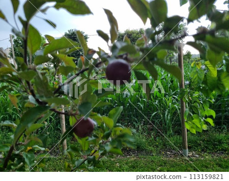 Ripening plums in lush garden 113159821