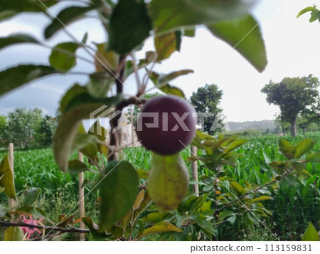 Ripe plum on branch in countryside setting 113159831