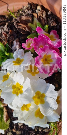 Colorful primroses in spring garden 113159842
