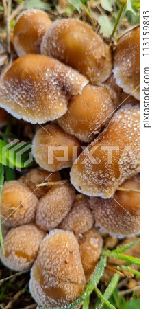 Close-up of wild mushrooms with a delicate frosting of ice crystals 113159843