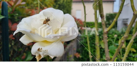 Bee pollinating a blooming white rose in garden 113159844