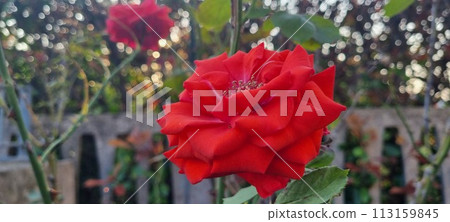 Vibrant red rose in garden setting 113159845