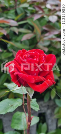 Vibrant red rose bloom with dew drops Vibrant red rose bloom with dew drops 113159850
