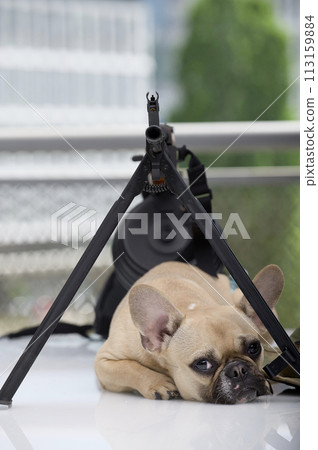 An adorable bulldog dog lies next to a machine gun and looks sadly at the camera. An adorable bulldog dog lies next to a machine gun and looks sadly at the camera. 113159884