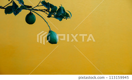 Lime tree fruits against a yellow wall background. Greek limes. Lime tree fruits against a yellow wall background. Greek limes. 113159945