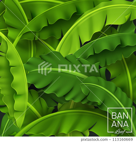 Banana Leaves Background, Green Tropical Leaf, Realistic and Look Fresh, Vector Illustration Banana Leaves Background, Green Tropical Leaf, Realistic and Look Fresh, Vector Illustration 113160669