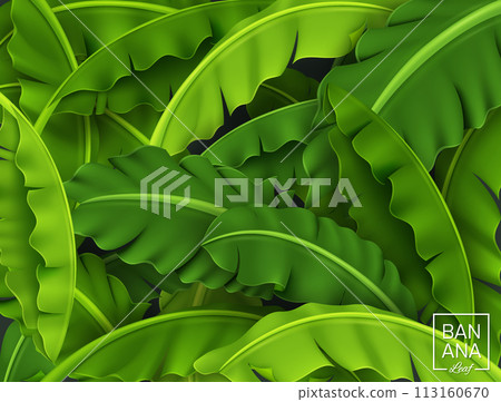 Banana Leaves Background, Green Tropical Leaf, Realistic and Look Fresh, Vector Illustration 113160670