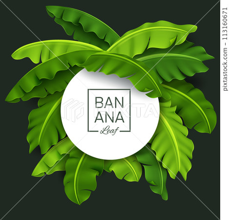 Banana Leaves Banner, Green Tropical Leaf, Realistic and Look Fresh, Vector Illustration 113160671