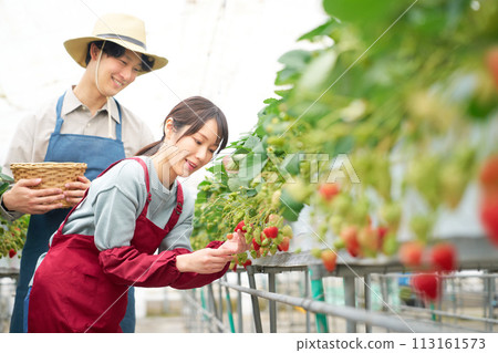 Young men and women harvesting strawberries in a greenhouse 113161573