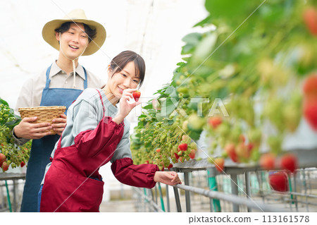 Young men and women harvesting strawberries in a greenhouse Young men and women harvesting strawberries in a greenhouse 113161578