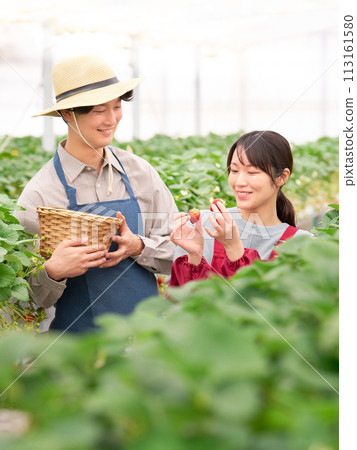 年輕男女在溫室裡採草莓 113161580