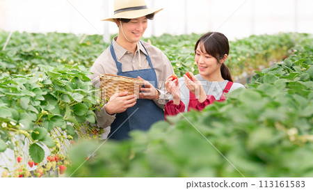 Young men and women harvesting strawberries while smiling Young men and women harvesting strawberries while smiling 113161583