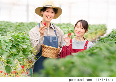 年輕男女手裡拿著收穫的草莓微笑 113161584