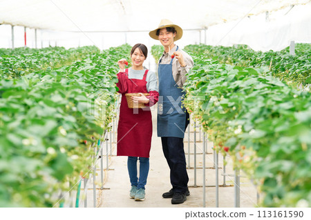 Young men and women smiling while holding harvested strawberries in their hands Young men and women smiling while holding harvested strawberries in their hands 113161590