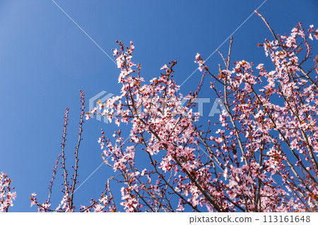 Cherry plum in bloom on a sunny day. Prunus cerasifera pink flowers 113161648