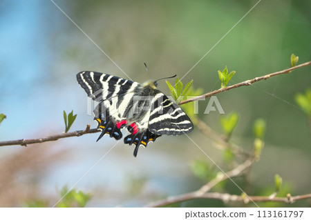 禮物蝴蝶 113161797