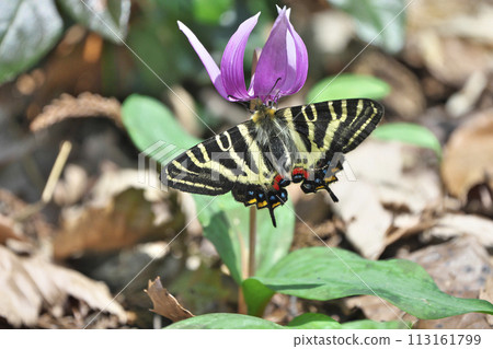 禮物蝴蝶 113161799