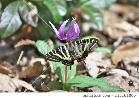 Gift butterfly Gift butterfly 113161800