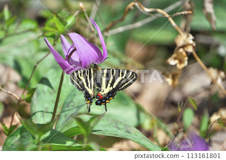 Gift butterfly Gift butterfly 113161801