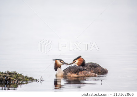 Two Great Crested Grebes swim in the lake 113162066