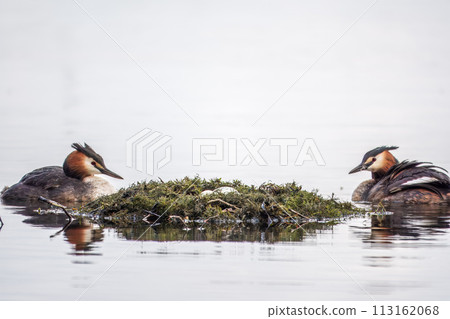 Two waterfowl birds Great Crested Grebes swim in the lake near its nest with eggs, nesting time on the green lake 113162068