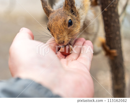 A squirrel in the spring or autumn eats nuts from a human hand. Eurasian red squirrel, Sciurus vulgaris A squirrel in the spring or autumn eats nuts from a human hand. Eurasian red squirrel, Sciurus vulgaris 113162082