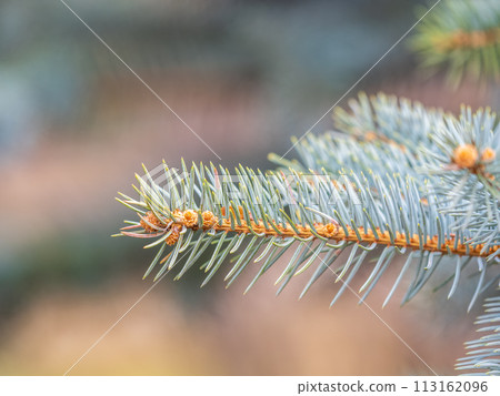 Closeup of fir branches with young buds. Spring nature concept. Fir branches with fresh shoots 113162096