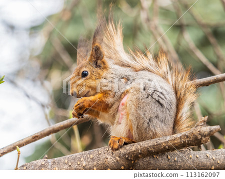 The squirrel with nut sits on a branches in the spring or summer. 113162097