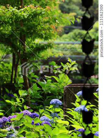 Hydrangea flowers blooming in a corner of the backyard Hydrangea flowers blooming in a corner of the backyard 113162300