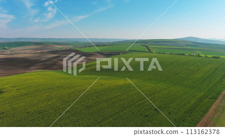 Green wavy hills with agricultural fields 113162378