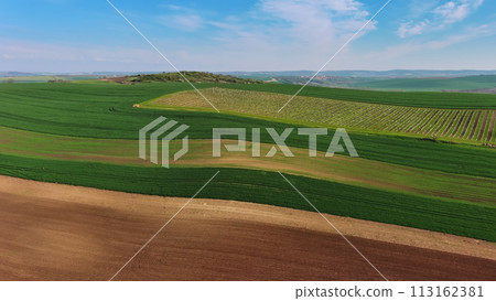 Green wavy hills with agricultural fields 113162381